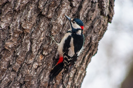 Images plant bird nature Photo