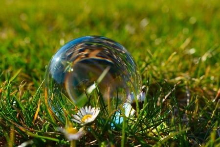 Orb grass plant water Photo