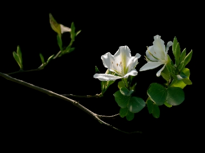 Light flower plant leaf Photo