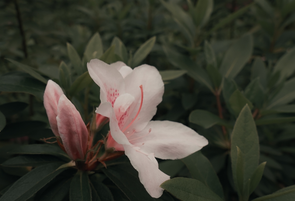 映山红
 花 植物 花瓣