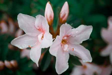 Foto Azaleia
 flor plantar pétala