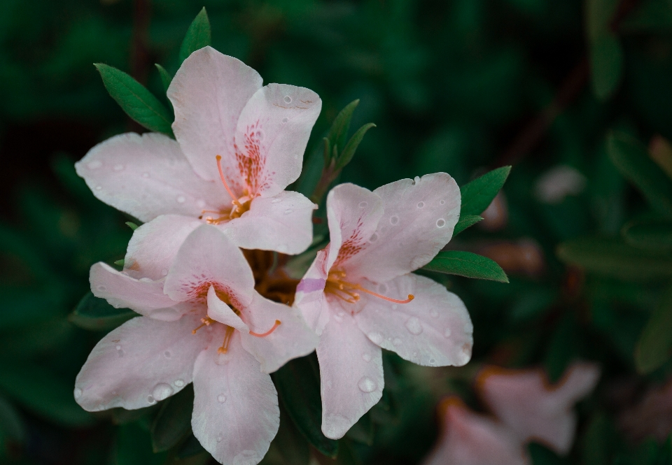 Azalea flower plant petal