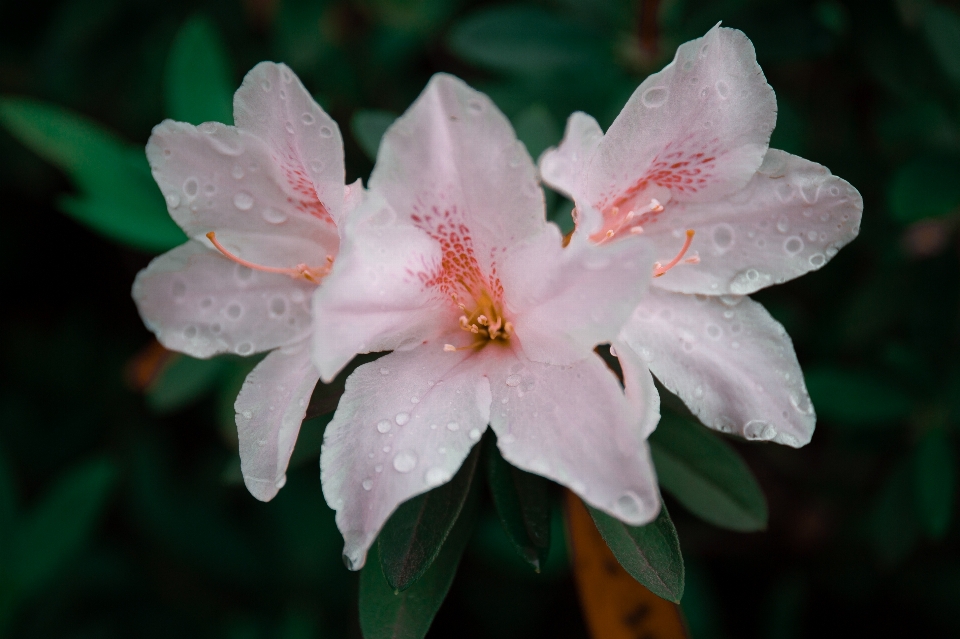 Azalée
 fleur usine pétale