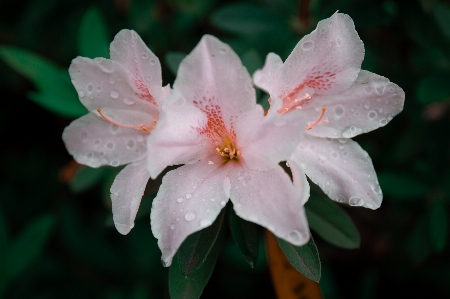 Azalea flower plant petal Photo