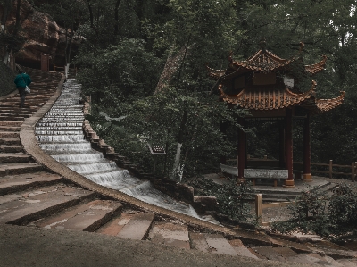 Scenery tree wood stairs Photo