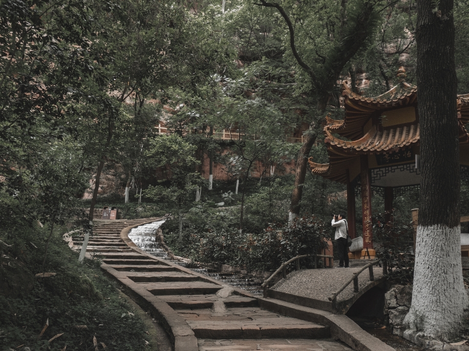 风景 植物 分支 寺庙