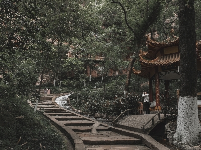 Scenery plant branch temple Photo