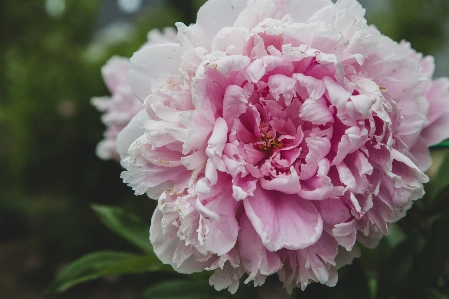 Photo Fleur usine pétale rose