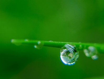 Foto Acqua gocciolare liquido pianta