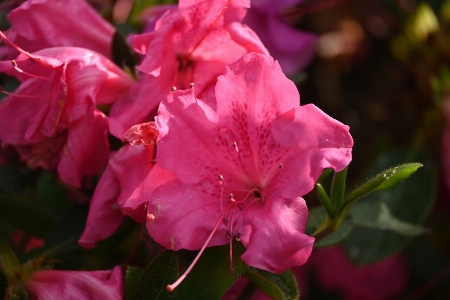 Foto Merah jambu petunia
 petunia muda
 sinar matahari