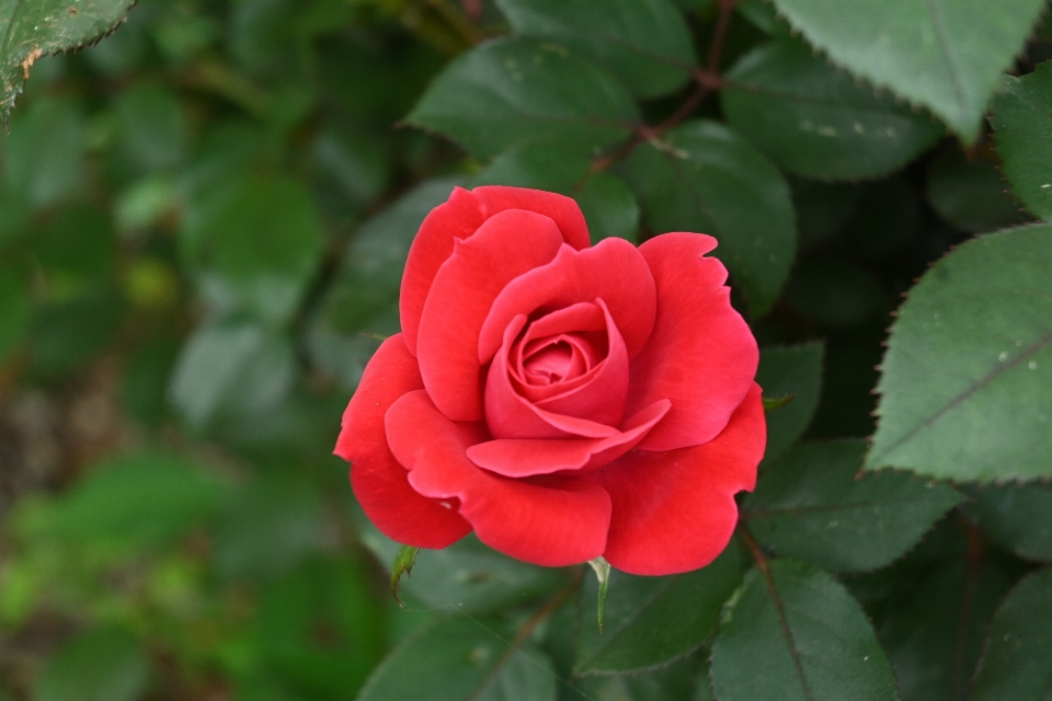 Rojo rosa flor rosal
