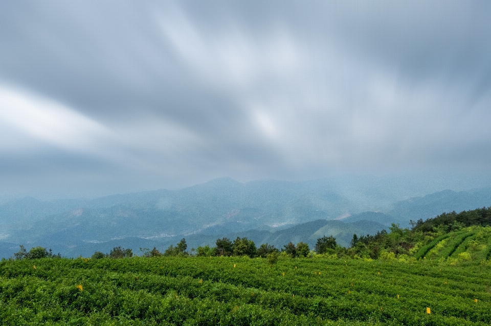 Tea hill cloud sky