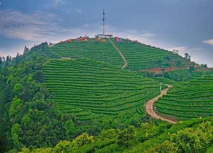 Tea hill sky plant Photo