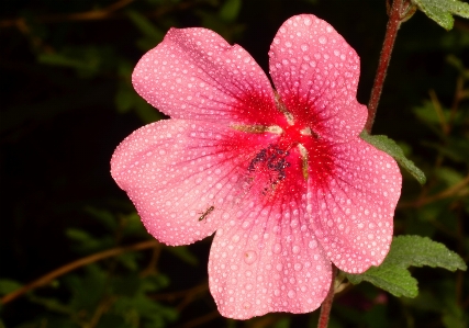 Foto Bunga tanaman daun terestrial
