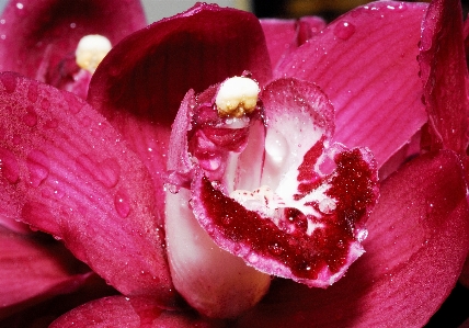 Flower plant petal terrestrial Photo