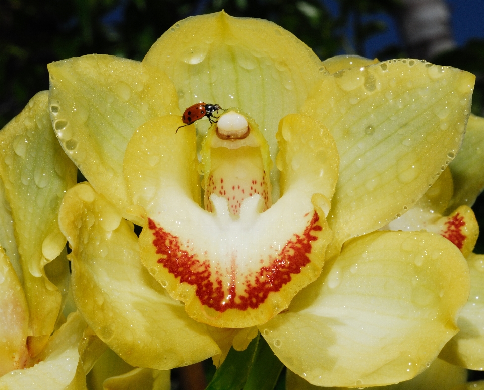 Flor planta botánica
 pétalo