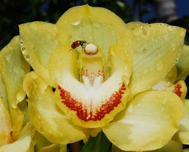 Flower plant botany petal Photo