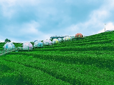 Tea garden sky cloud Photo