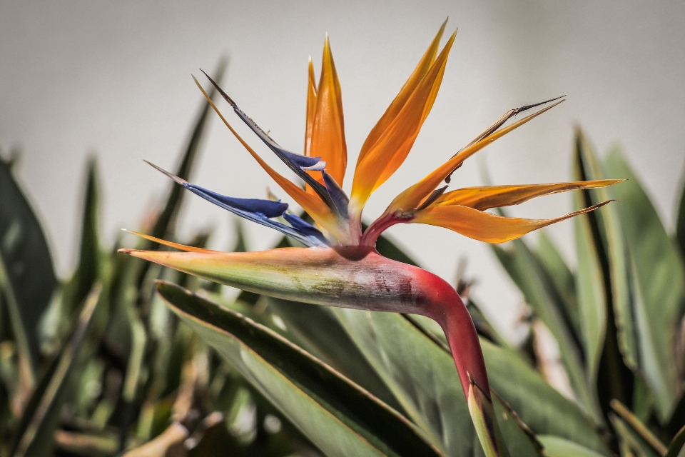 Flor pássaro do paraíso
 plantar pétala