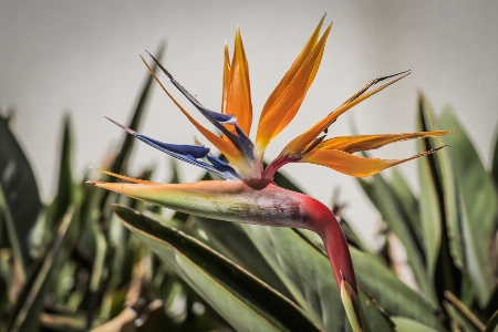 Flower bird of paradise plant petal Photo