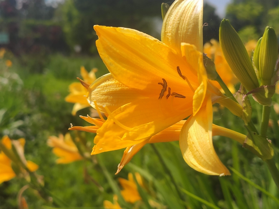 Yellow lily flowers trees