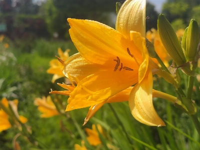 Yellow lily flowers trees Photo