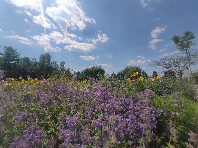 Flowers trees vienna oldfarm Photo