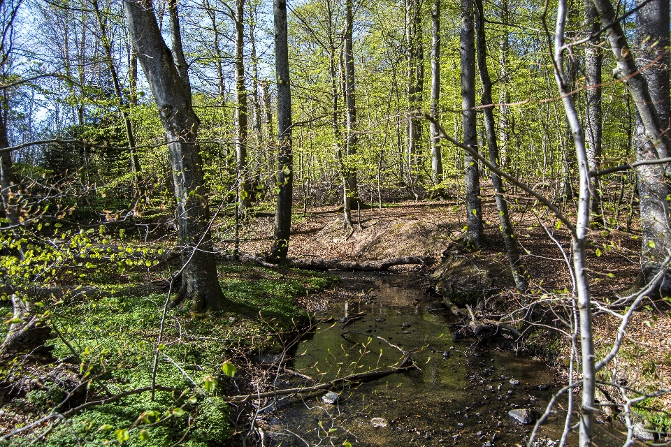 Spring forest trees nature