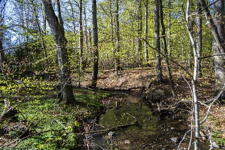 Spring forest trees nature Photo