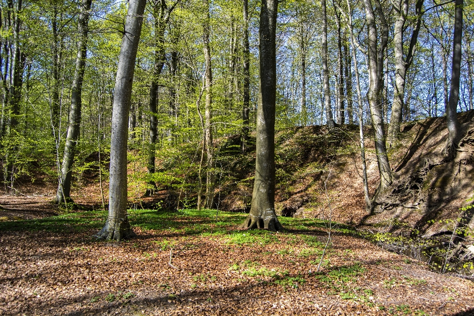 Primavera floresta árvores natureza