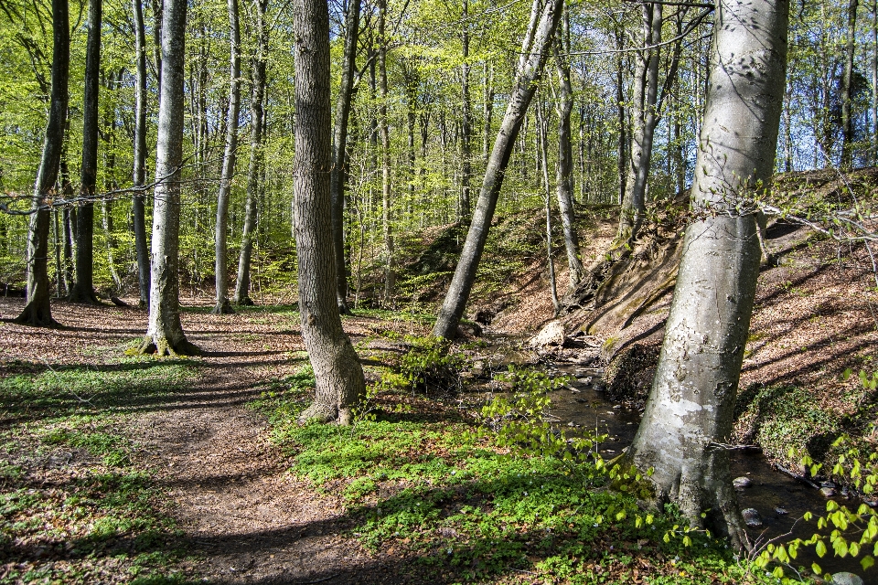 Printemps forêt des arbres nature