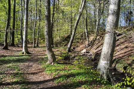 Spring forest trees nature Photo