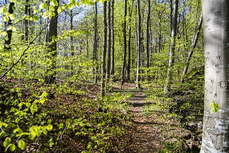 Spring forest trees nature Photo