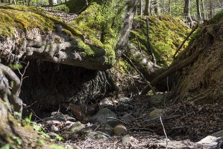 Spring forest trees nature Photo