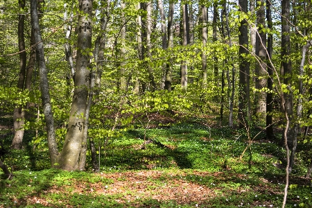 Spring forest trees nature Photo