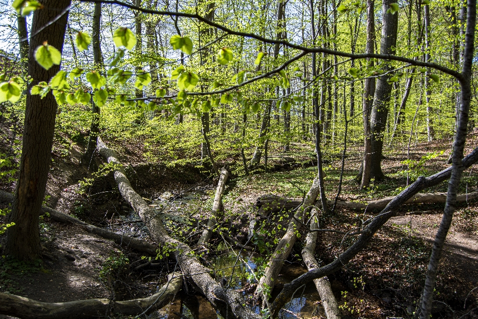 Primavera bosque árboles naturaleza