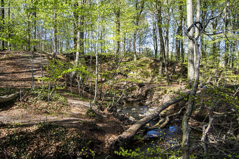 Printemps forêt des arbres nature