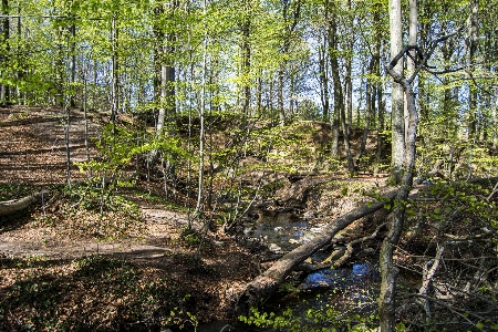 Spring forest trees nature Photo