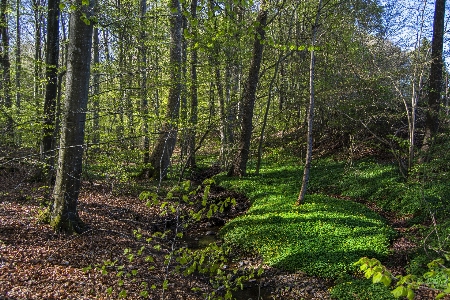 Spring forest trees nature Photo