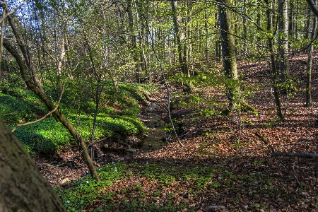 Spring forest trees nature Photo