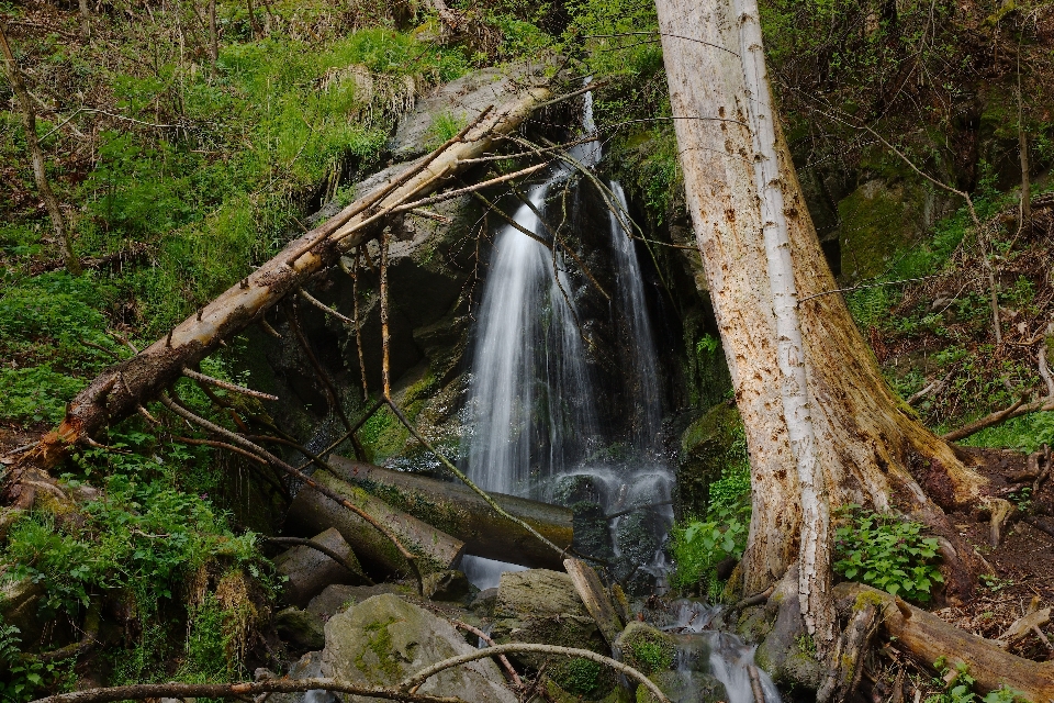 Cascade
 eau usine communauté végétale
