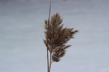 Foto Hierba de la pampa
 césped naturaleza otoño