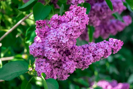 自然 花 植物 紫 写真