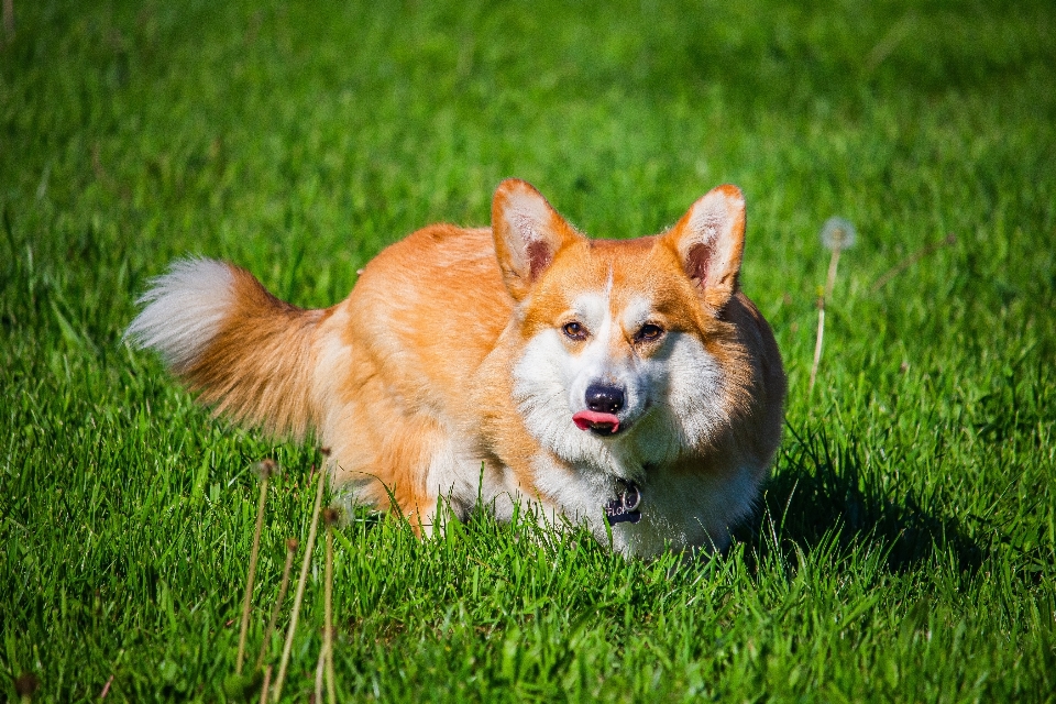 Animal perro verde carnívoro