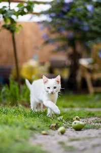 Foto Animais plantar gato vertebrado
