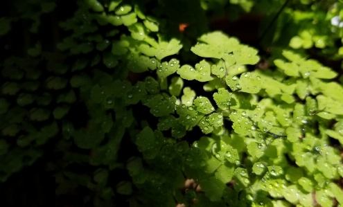 Grass plant terrestrial natural landscape Photo