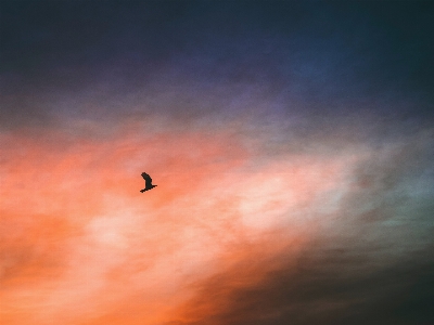 Foto Alami awan burung langit