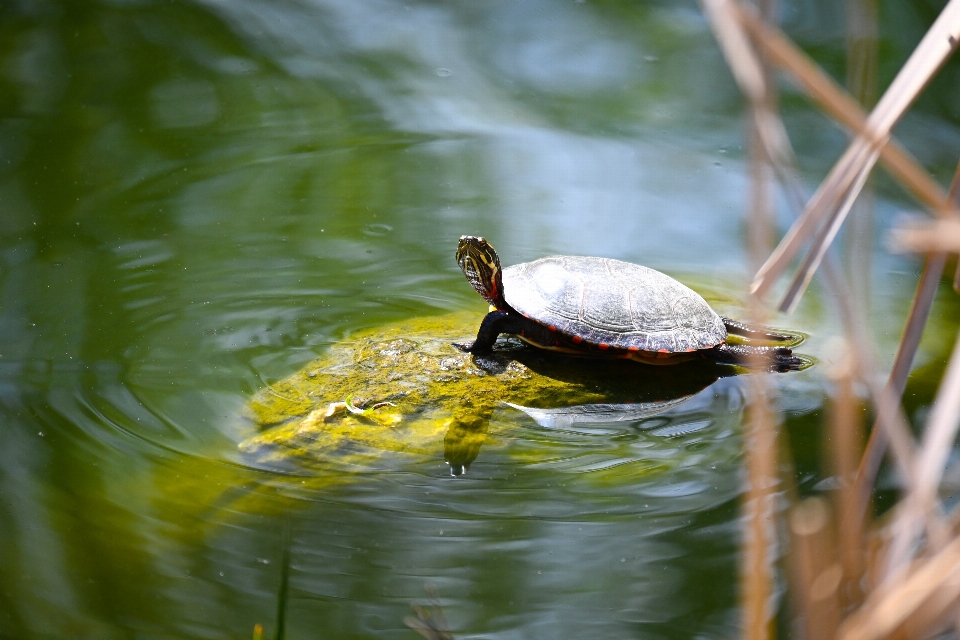 Naturel eau usine reptile