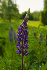 Natürlich blume anlage landpflanze
 Foto