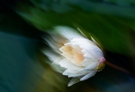 Water lily flower plant Photo